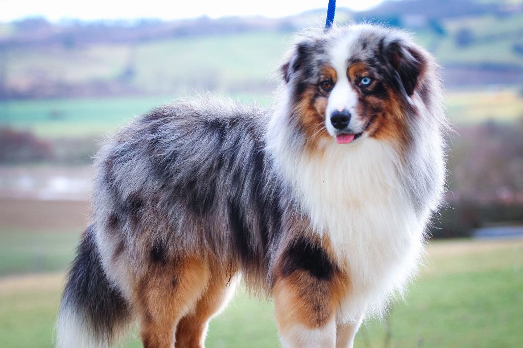 Tac-o-tac de l'Angelarde