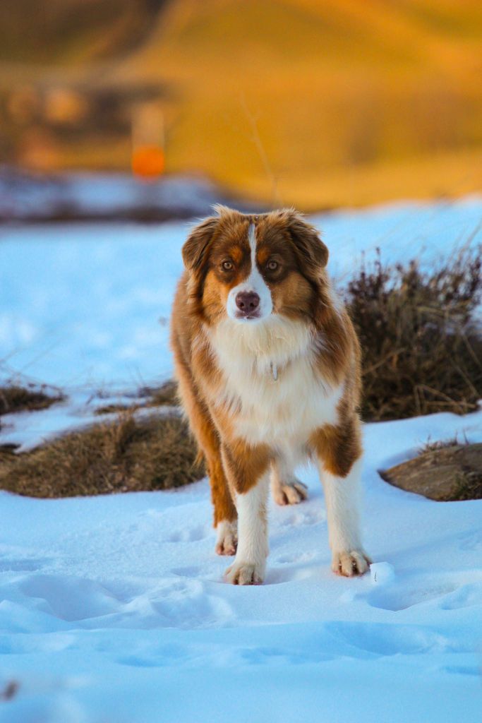 Vespa Deep Blue Eyes