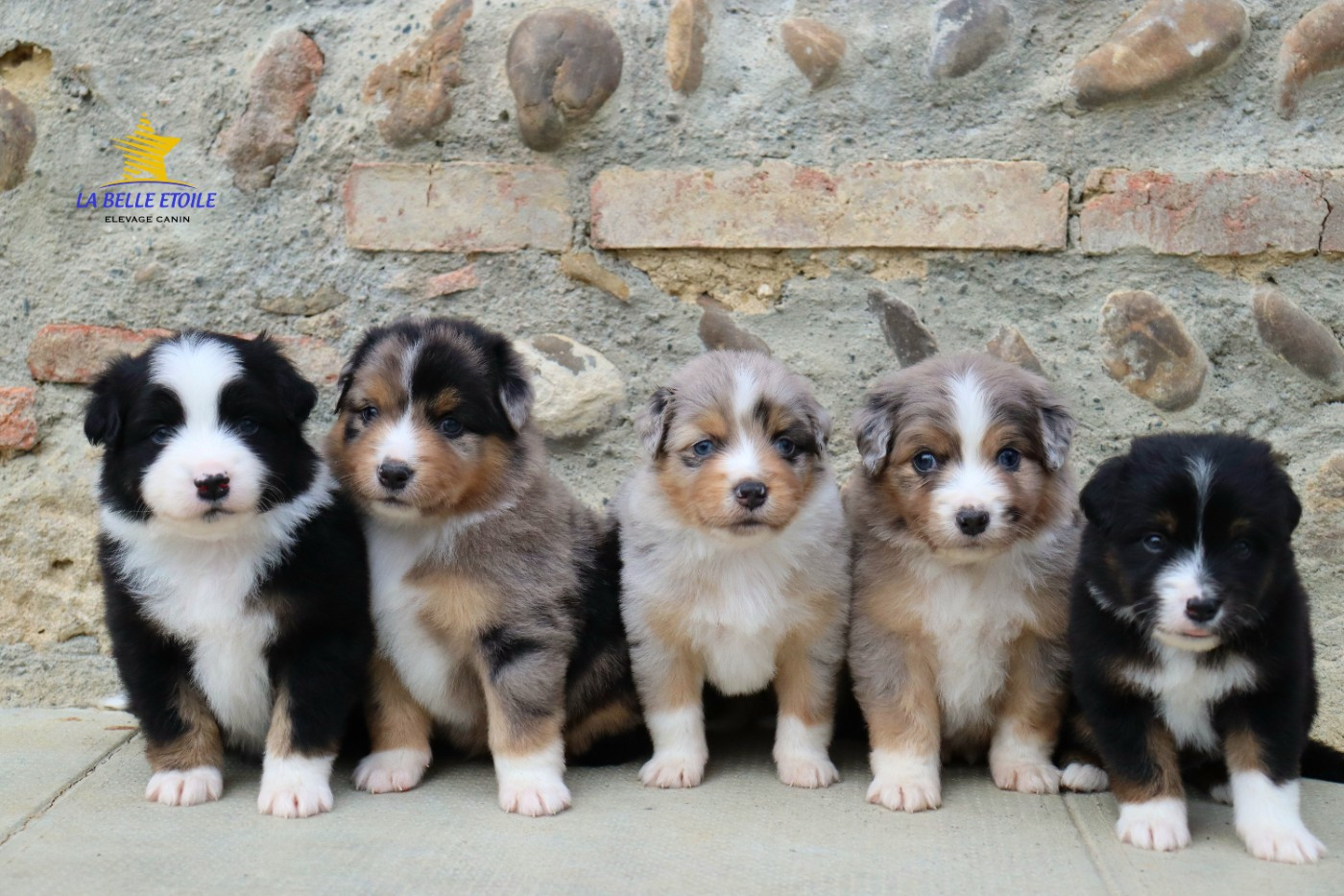 Chiot Berger Américain Miniature  de la Belle Etoile du Saves