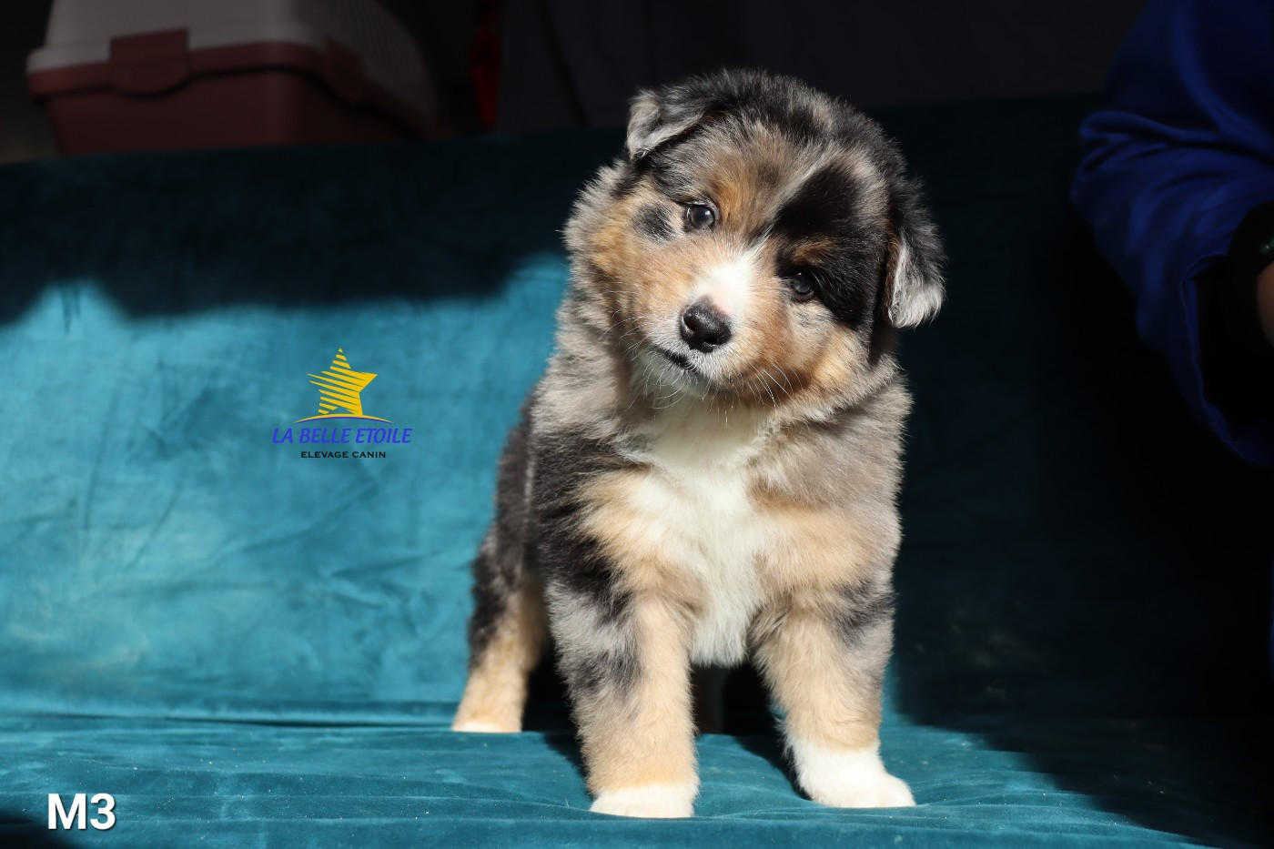 de la Belle Etoile du Saves - Chiots disponibles - Berger Américain Miniature 