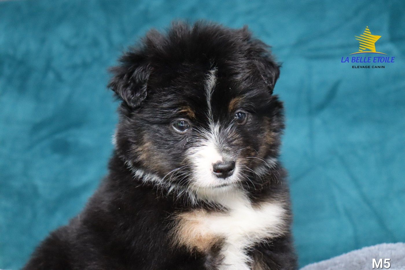 de la Belle Etoile du Saves - Chiots disponibles - Berger Américain Miniature 