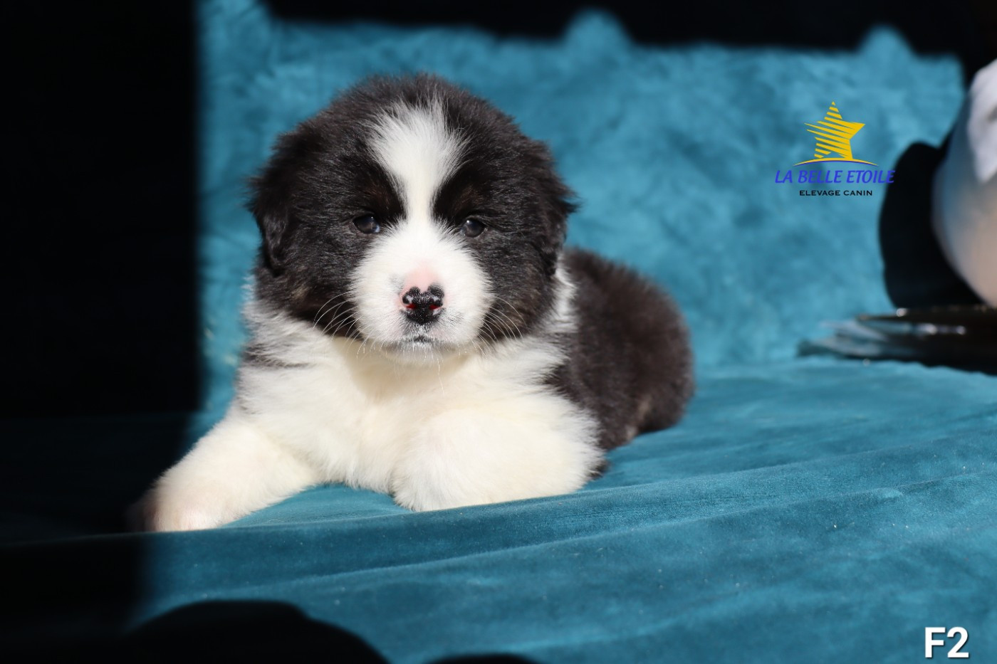 de la Belle Etoile du Saves - Chiots disponibles - Berger Américain Miniature 