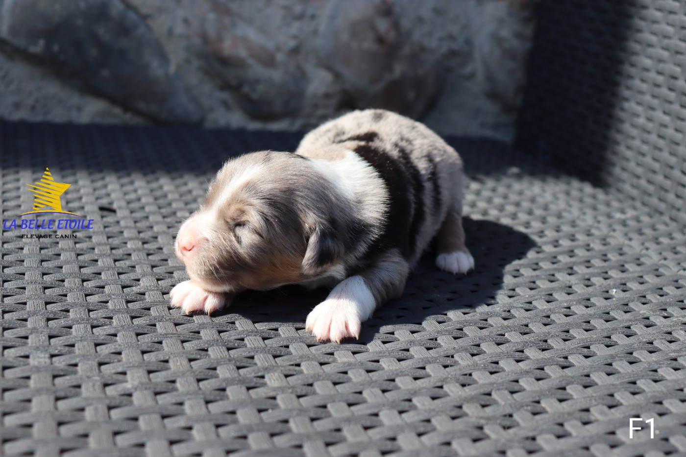 de la Belle Etoile du Saves - Chiots disponibles - Berger Américain Miniature 