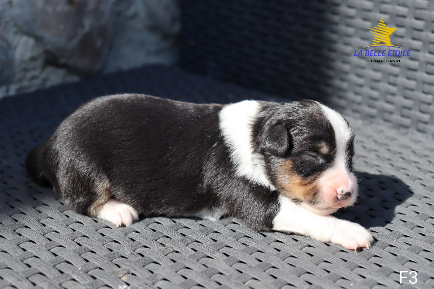 de la Belle Etoile du Saves - Chiots disponibles - Berger Américain Miniature 