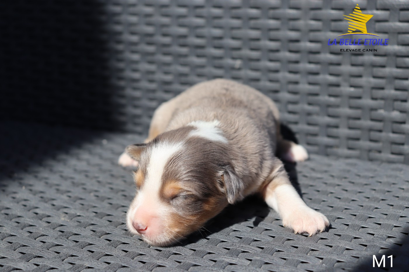 de la Belle Etoile du Saves - Chiots disponibles - Berger Américain Miniature 