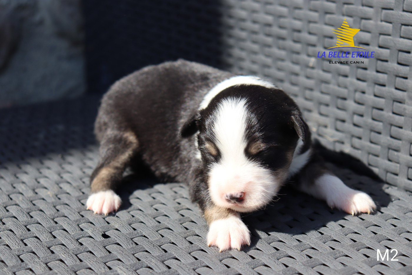 de la Belle Etoile du Saves - Chiots disponibles - Berger Américain Miniature 