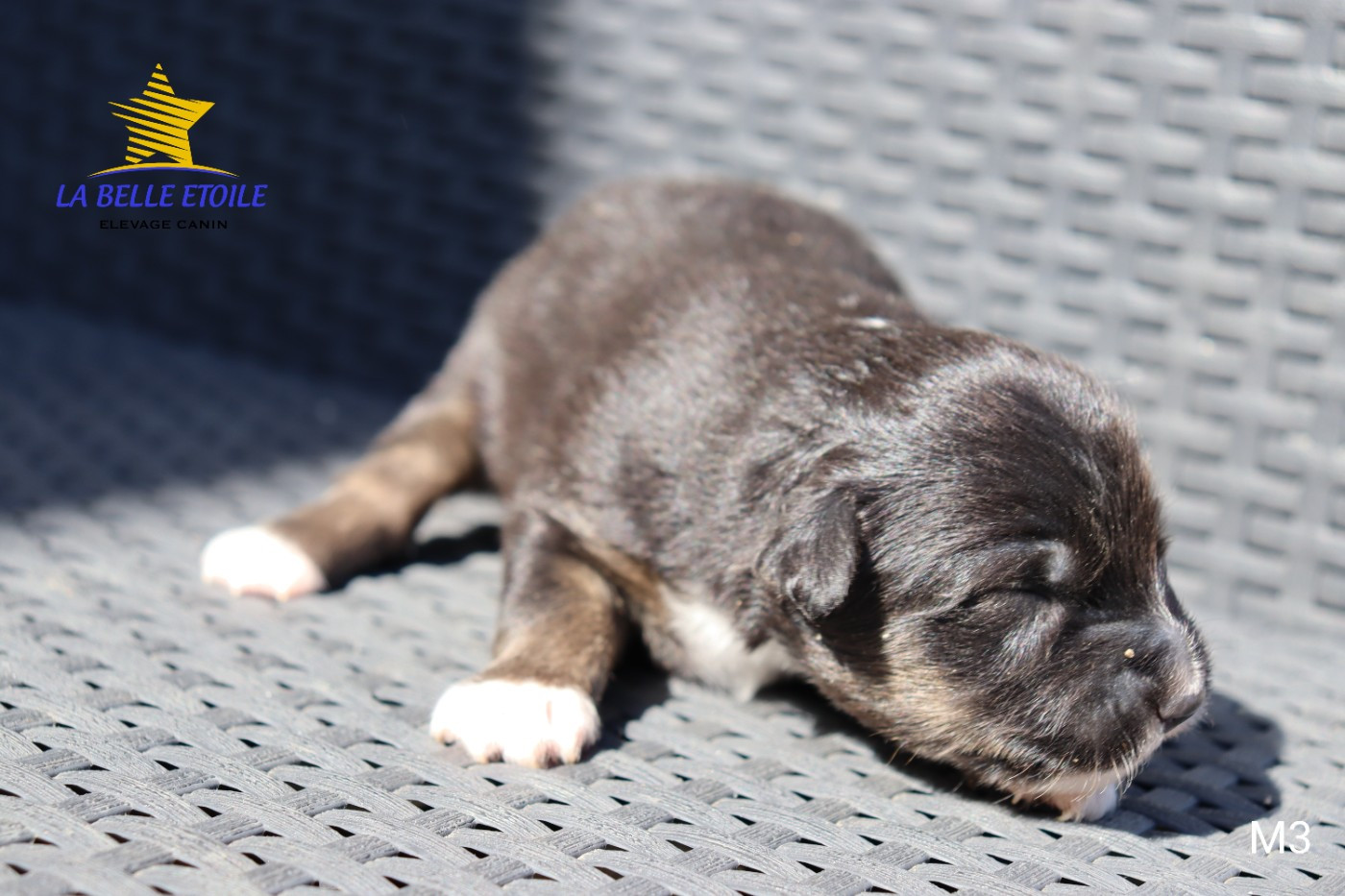 de la Belle Etoile du Saves - Chiots disponibles - Berger Américain Miniature 