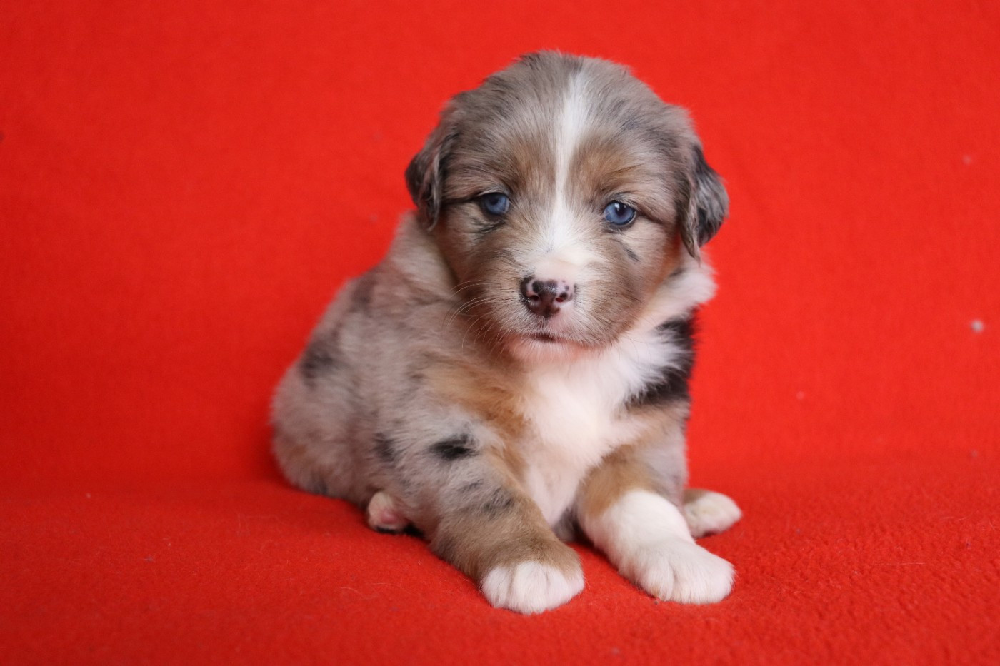 de la Belle Etoile du Saves - Chiots disponibles - Berger Américain Miniature 