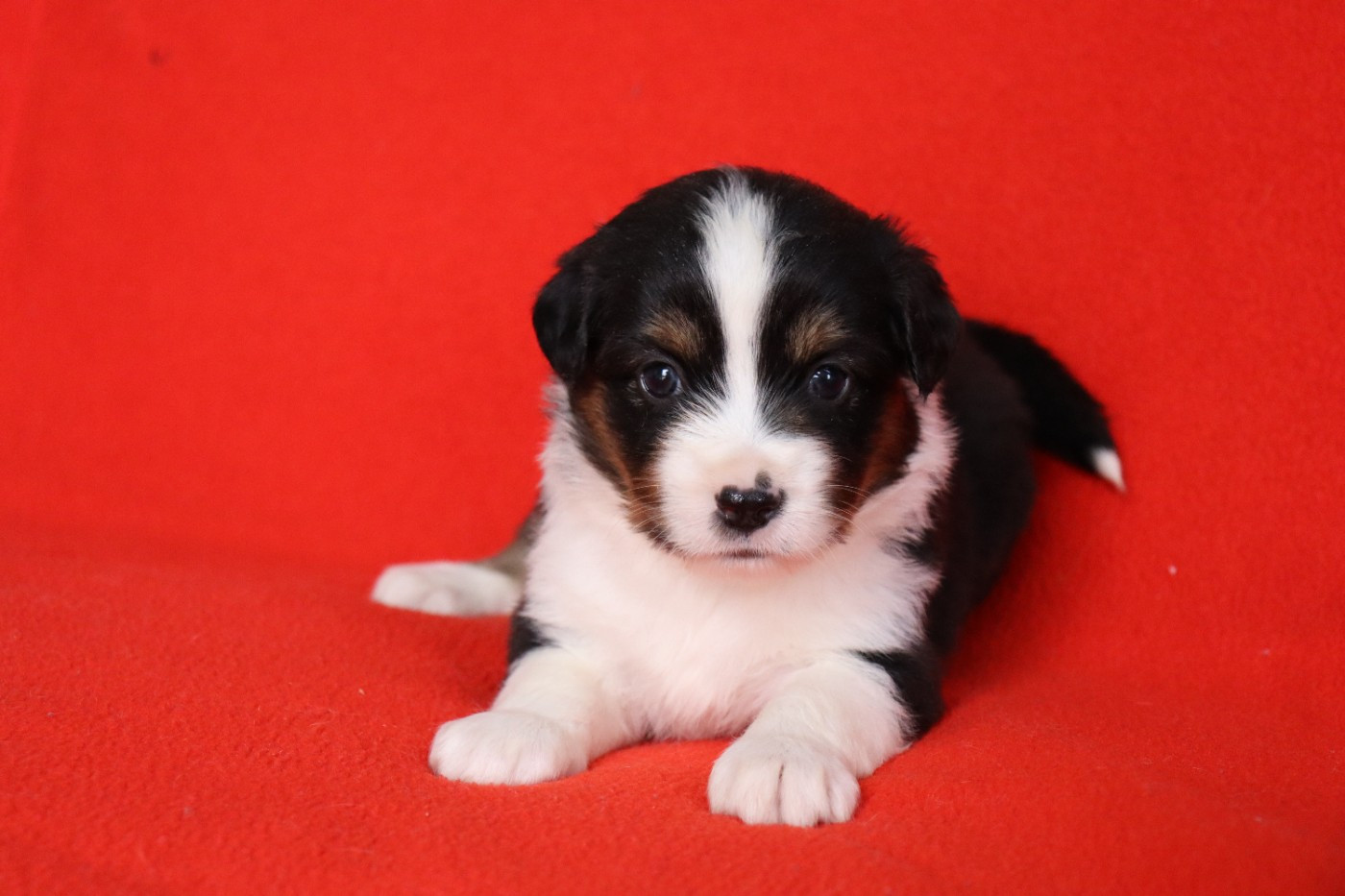 de la Belle Etoile du Saves - Chiots disponibles - Berger Américain Miniature 
