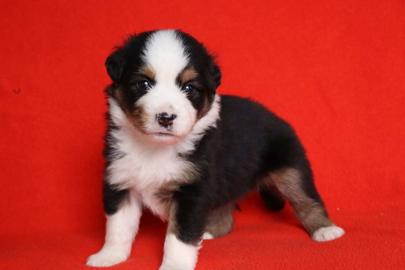de la Belle Etoile du Saves - Chiots disponibles - Berger Américain Miniature 