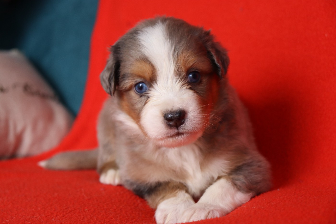de la Belle Etoile du Saves - Chiots disponibles - Berger Américain Miniature 