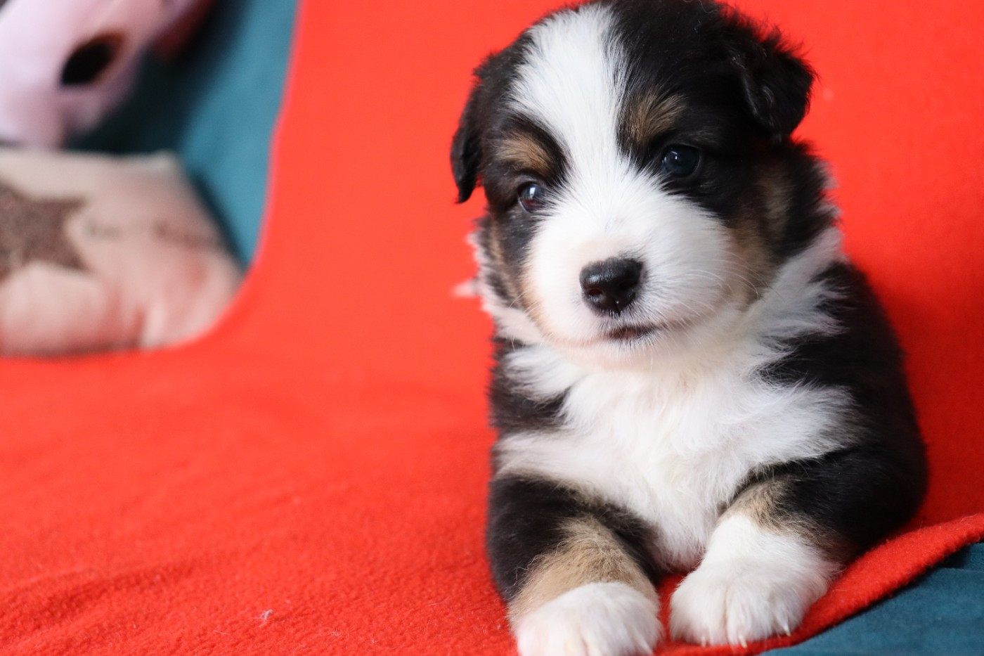 de la Belle Etoile du Saves - Chiots disponibles - Berger Américain Miniature 