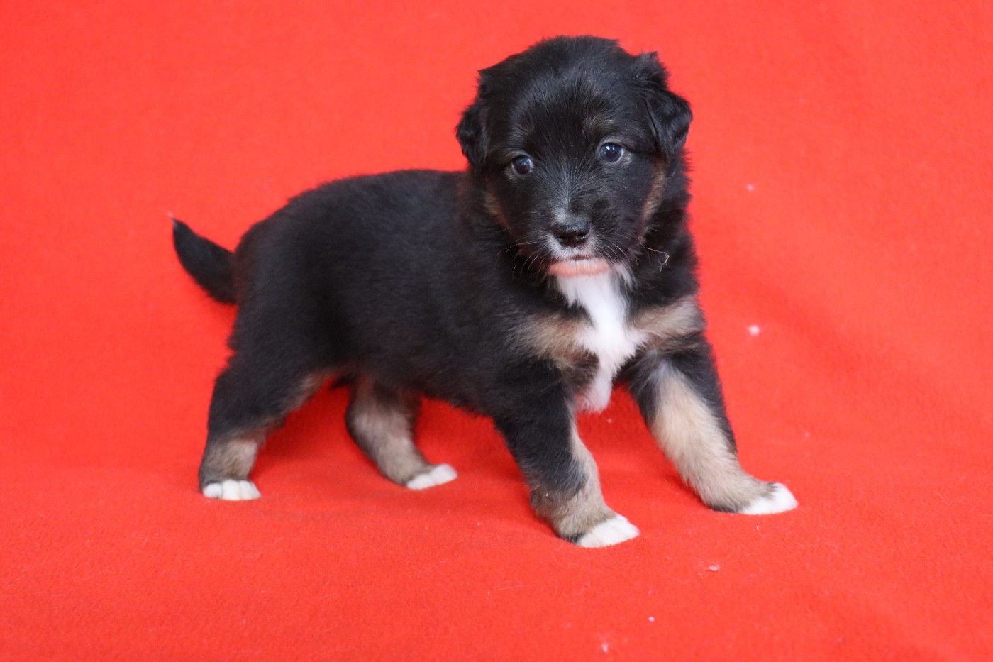 de la Belle Etoile du Saves - Chiots disponibles - Berger Américain Miniature 