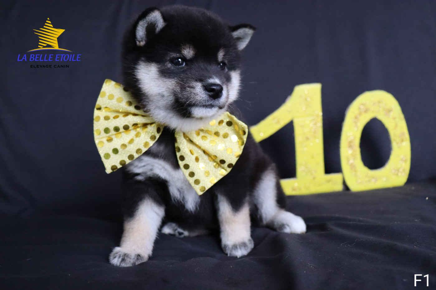 de la Belle Etoile du Saves - Chiots disponibles - Shiba
