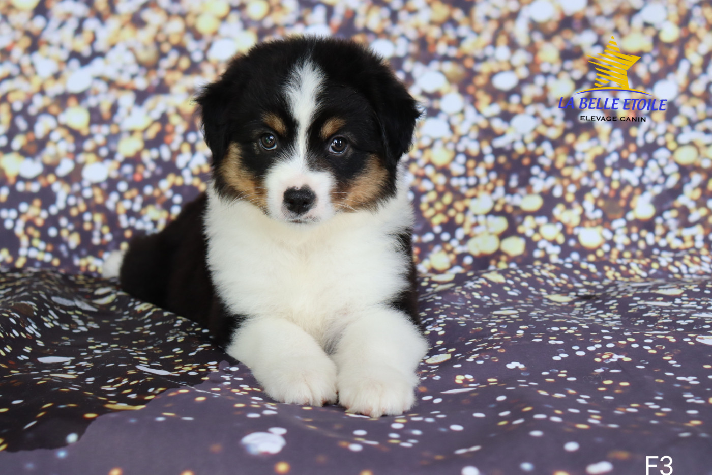 de la Belle Etoile du Saves - Chiots disponibles - Berger Américain Miniature 