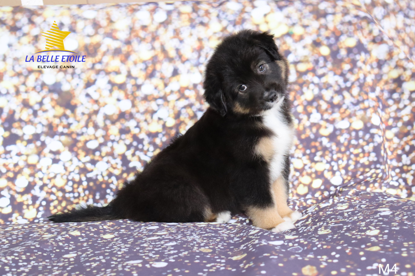 de la Belle Etoile du Saves - Chiots disponibles - Berger Américain Miniature 