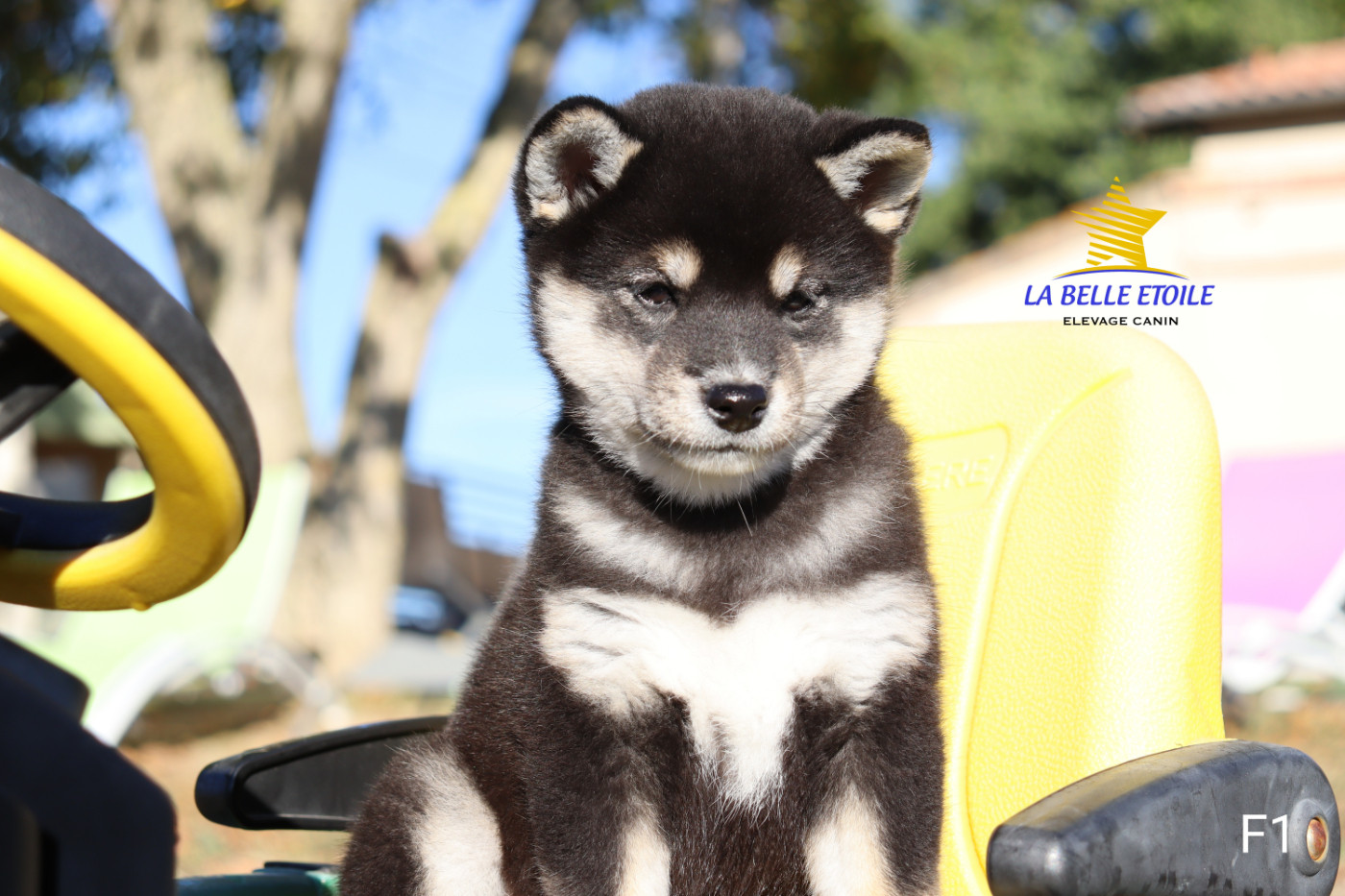 de la Belle Etoile du Saves - Chiots disponibles - Shiba